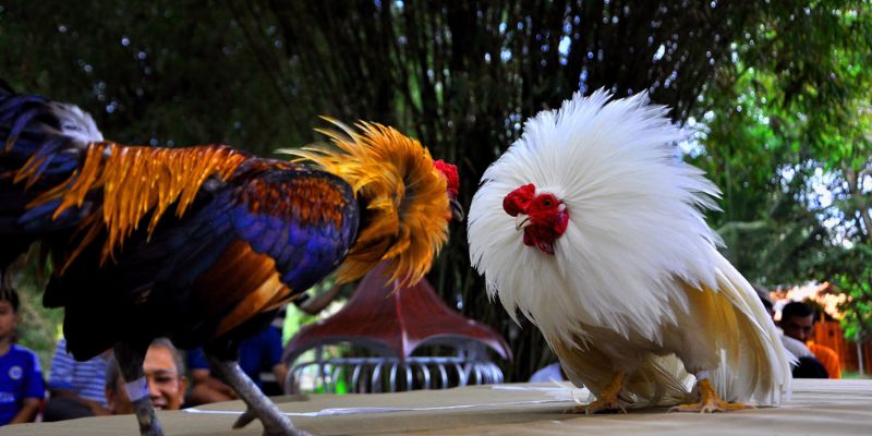 Đá Gà VI68 – Sàn Đấu Kê Trực Tuyến Hấp Dẫn Nhất 2025